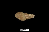 藏品(塔蜷)的圖片